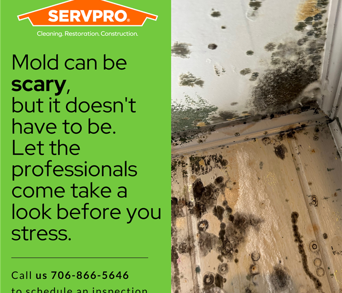Mold Remediation Services Flyer